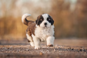 saint bernard puppy 300x200