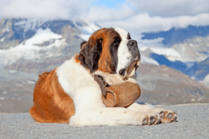 st bernard in the mountains 300x199